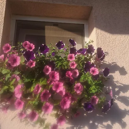Bella * Sinj